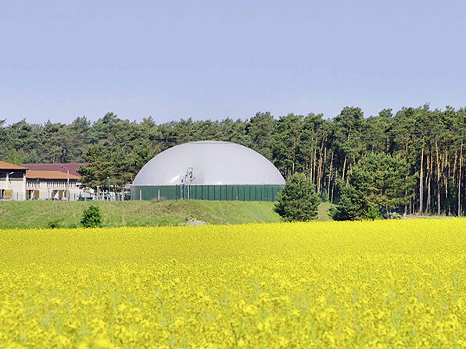 Biogasanlage Rapsfeld